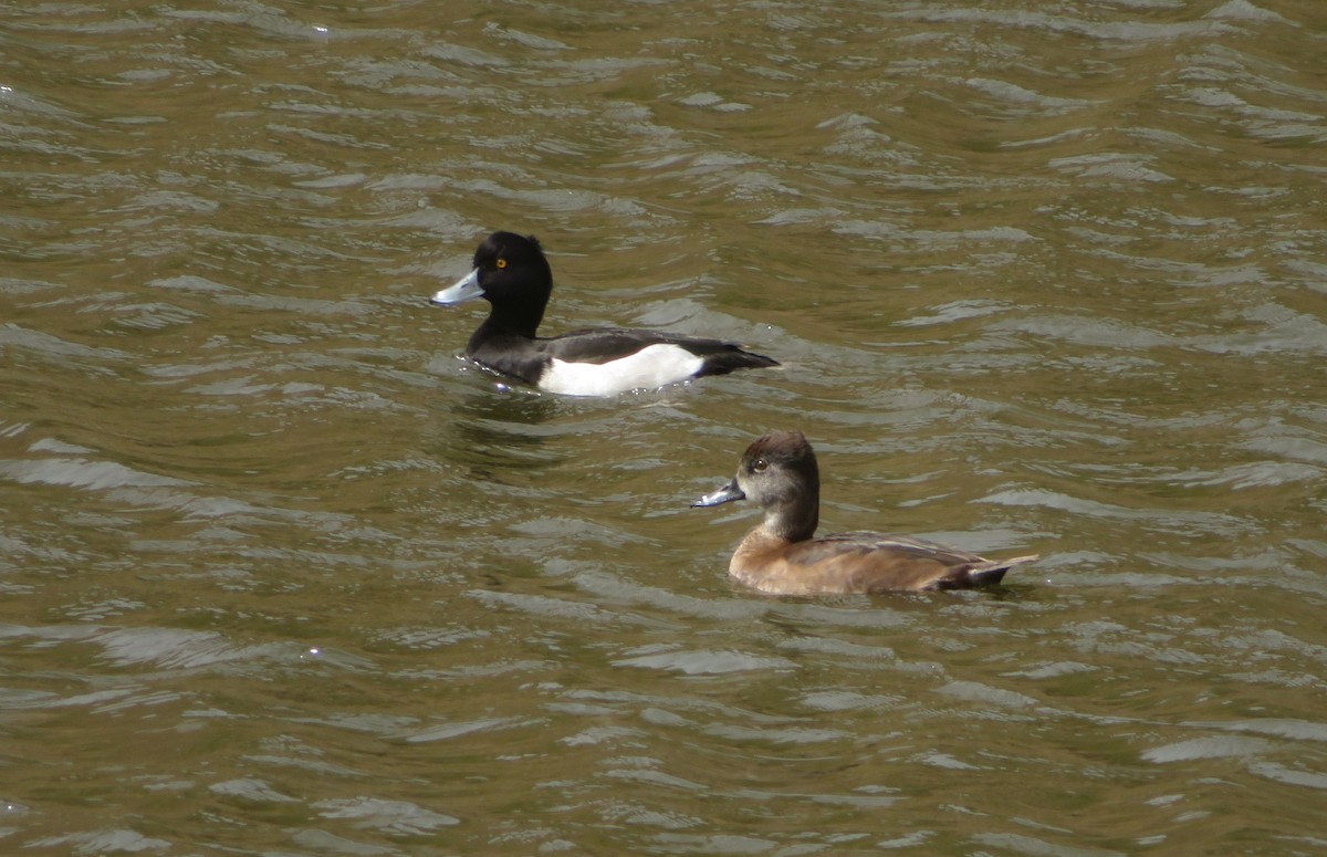 Ring-necked Duck - Miguel Lecoq