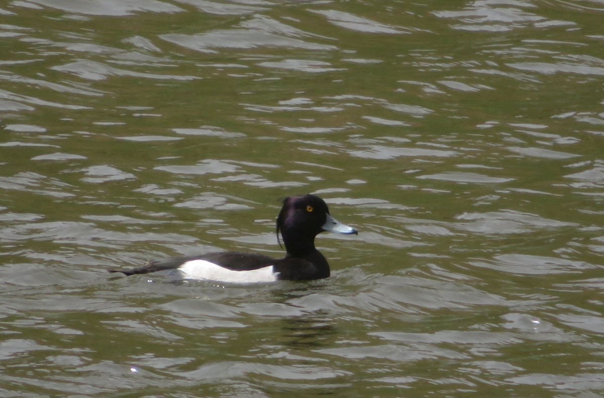 Porrón Moñudo - ML145764161