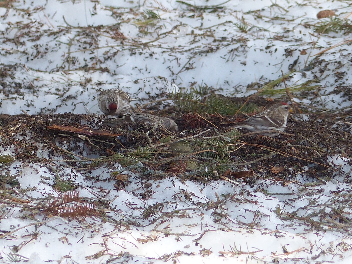 Common Redpoll - ML145765941