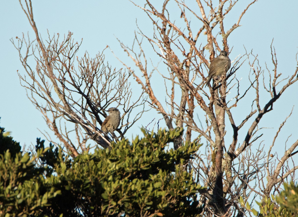 Patagonian Tyrant - ML145767441