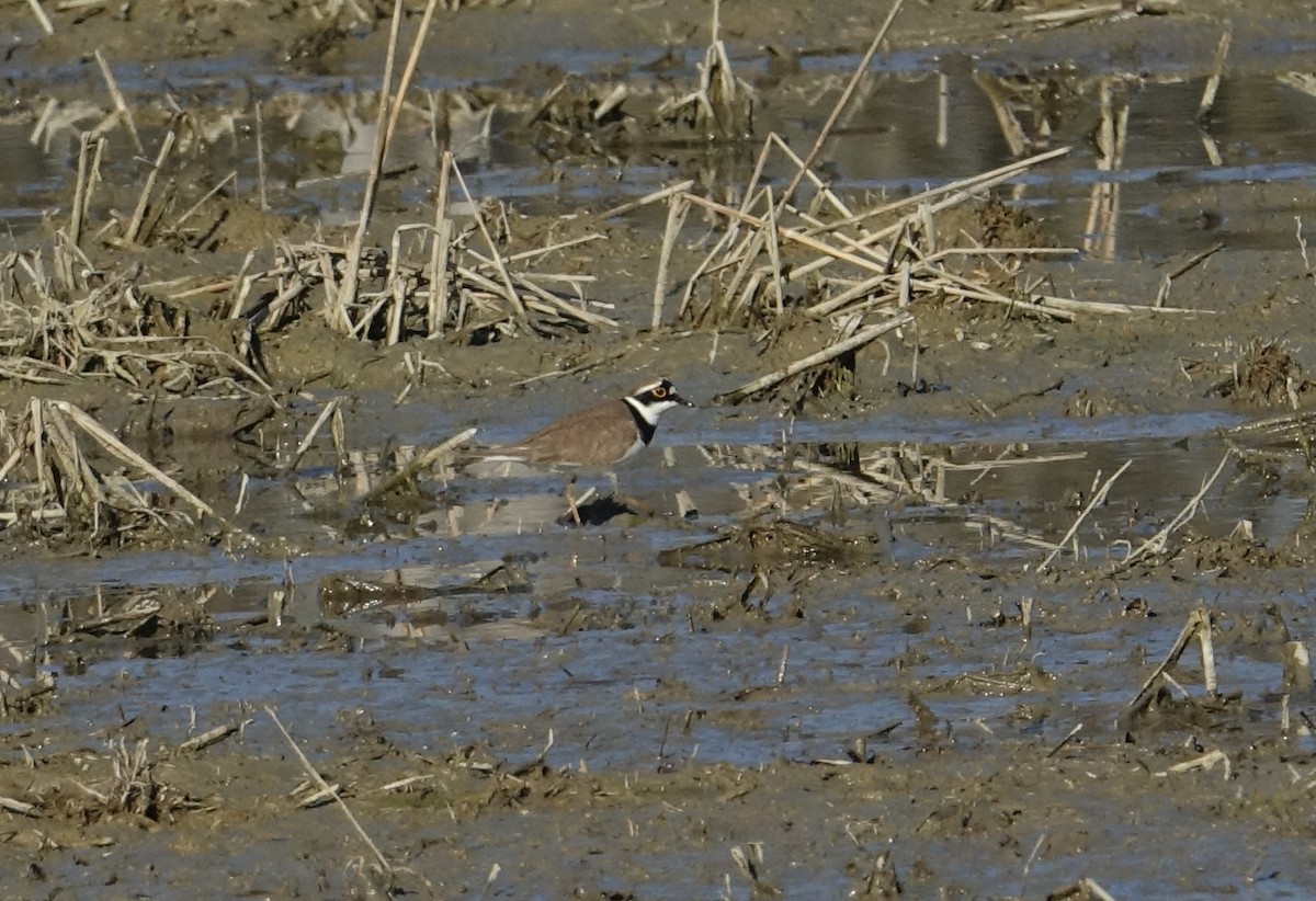 Little Ringed Plover - ML145767461