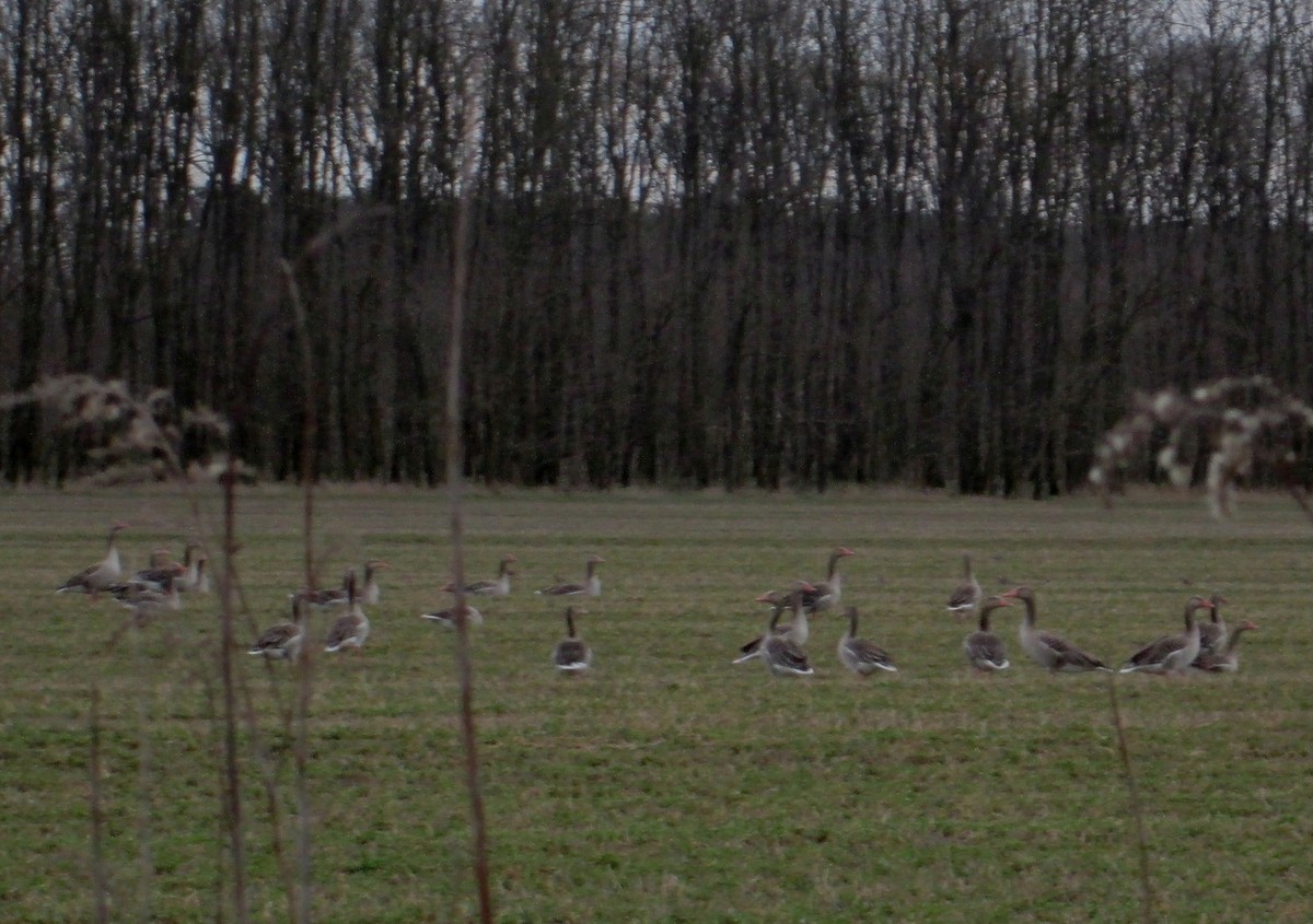 Graylag Goose - ML145767571