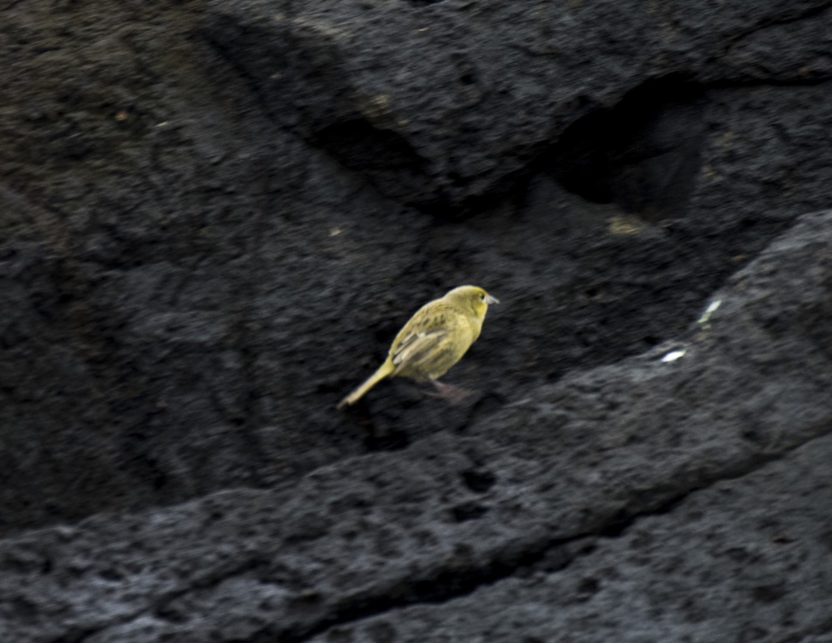 Nightingale Island Finch - ML145767691