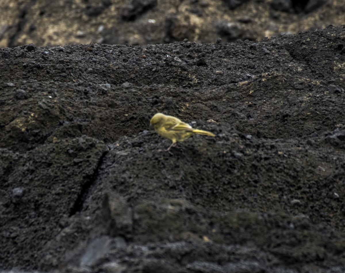 Nightingale Island Finch - ML145768061