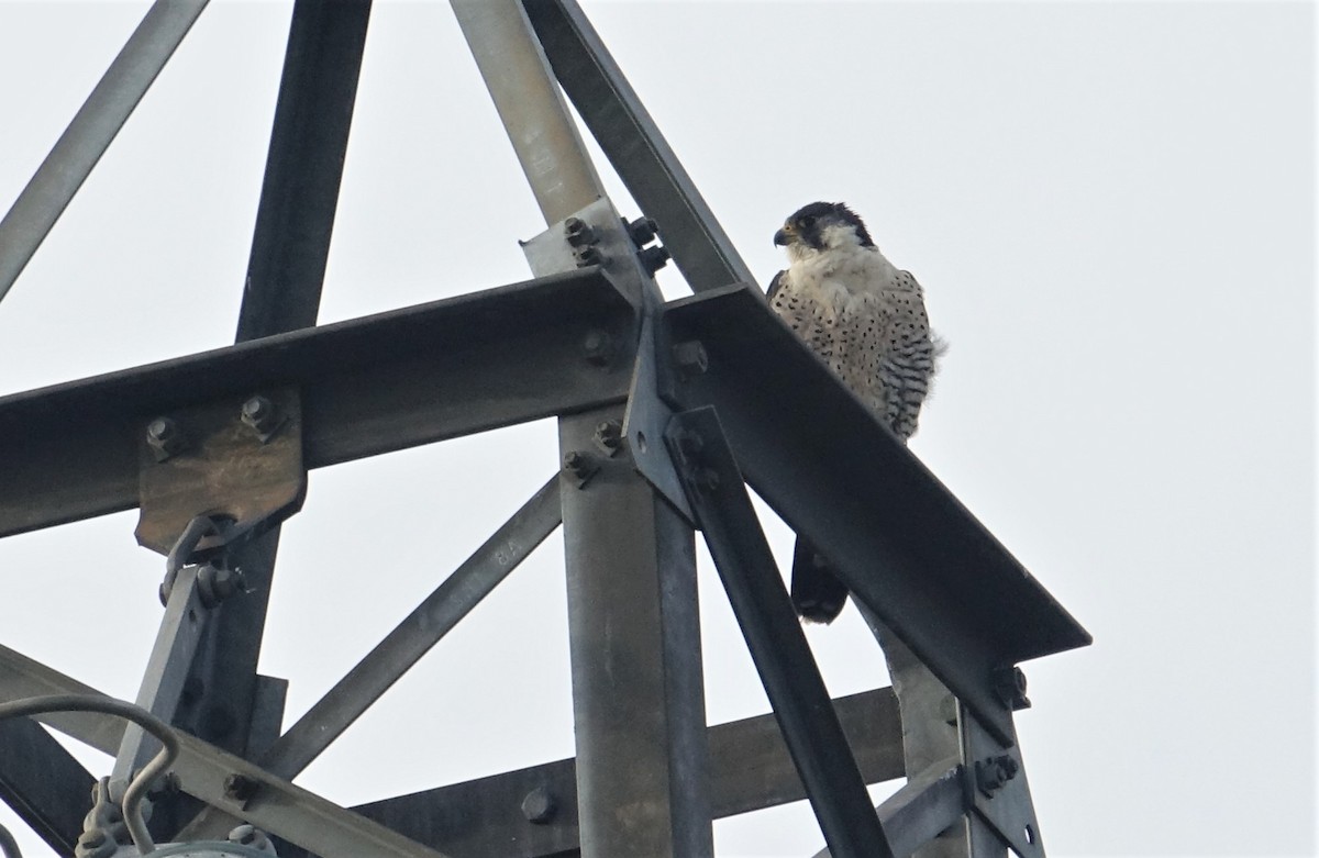 Peregrine Falcon - Ottavio Janni