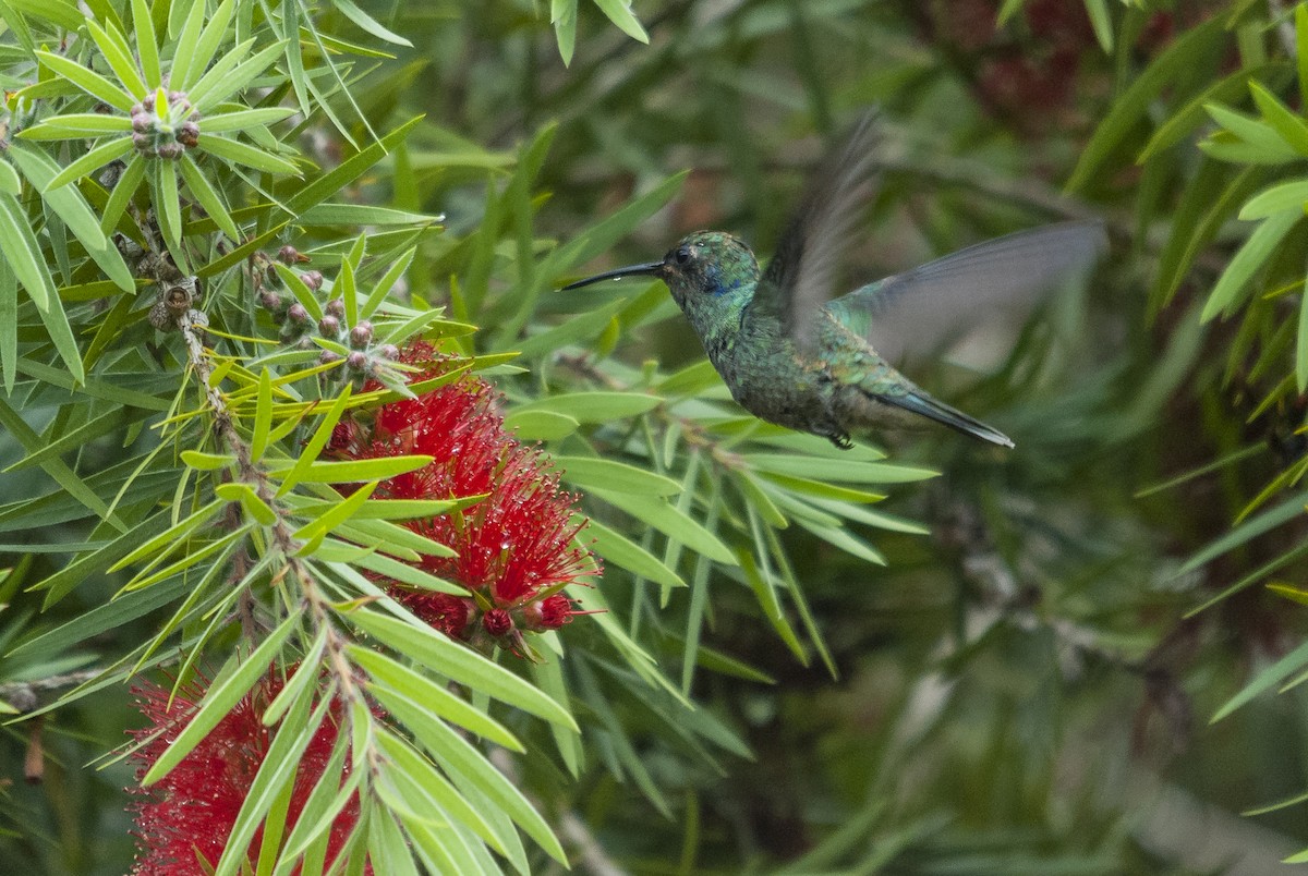 kolibřík modrouchý (ssp. cyanotus/crissalis) - ML145768551