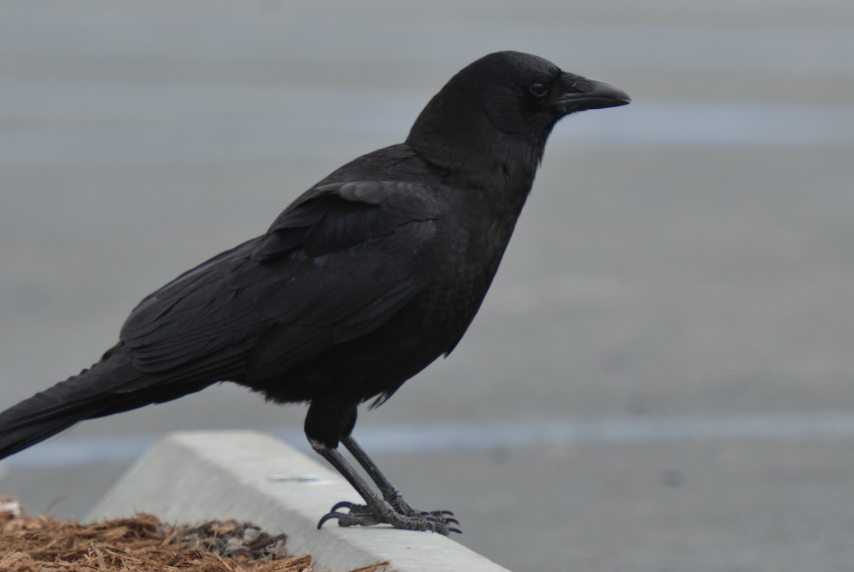 Ворона американська - ML145770191