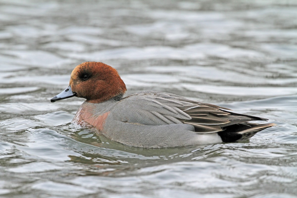 Eurasian Wigeon - ML145771211