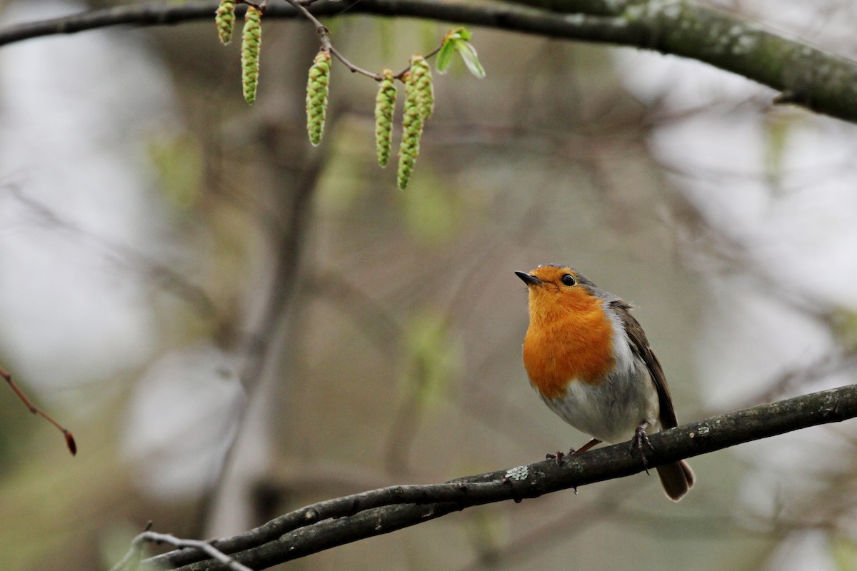 European Robin - ML145771391