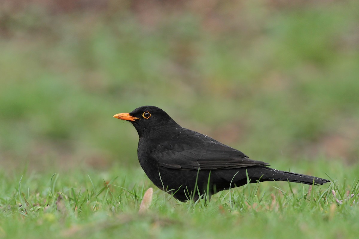 Eurasian Blackbird - ML145771411