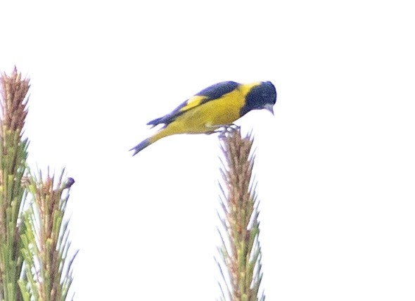 Black-headed Siskin - Brad Singer