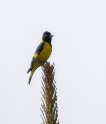 Black-headed Siskin - ML145772601