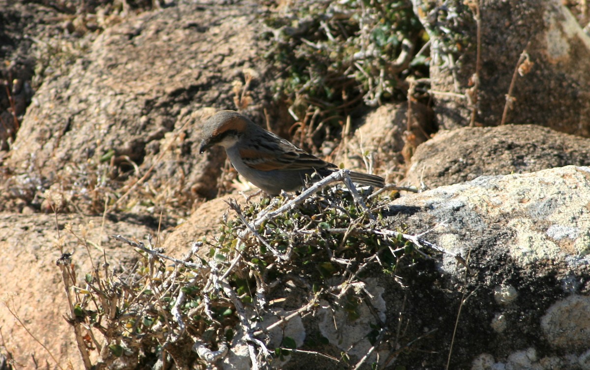 Gorrión de Socotra - ML145772621