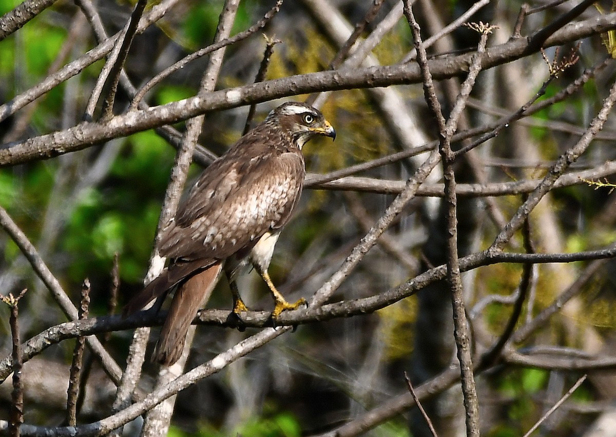 White-eyed Buzzard - ML145773481