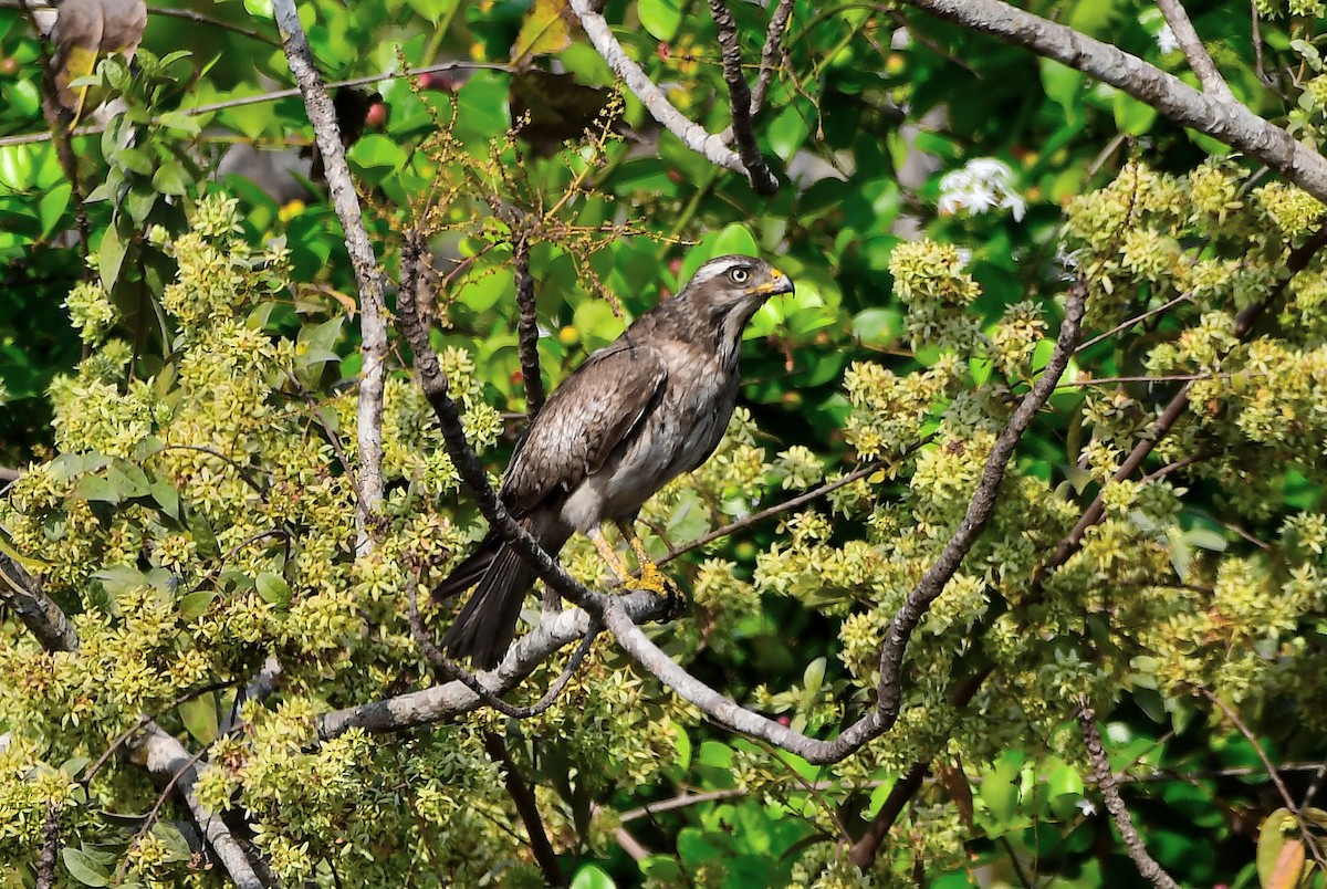 White-eyed Buzzard - ML145773501