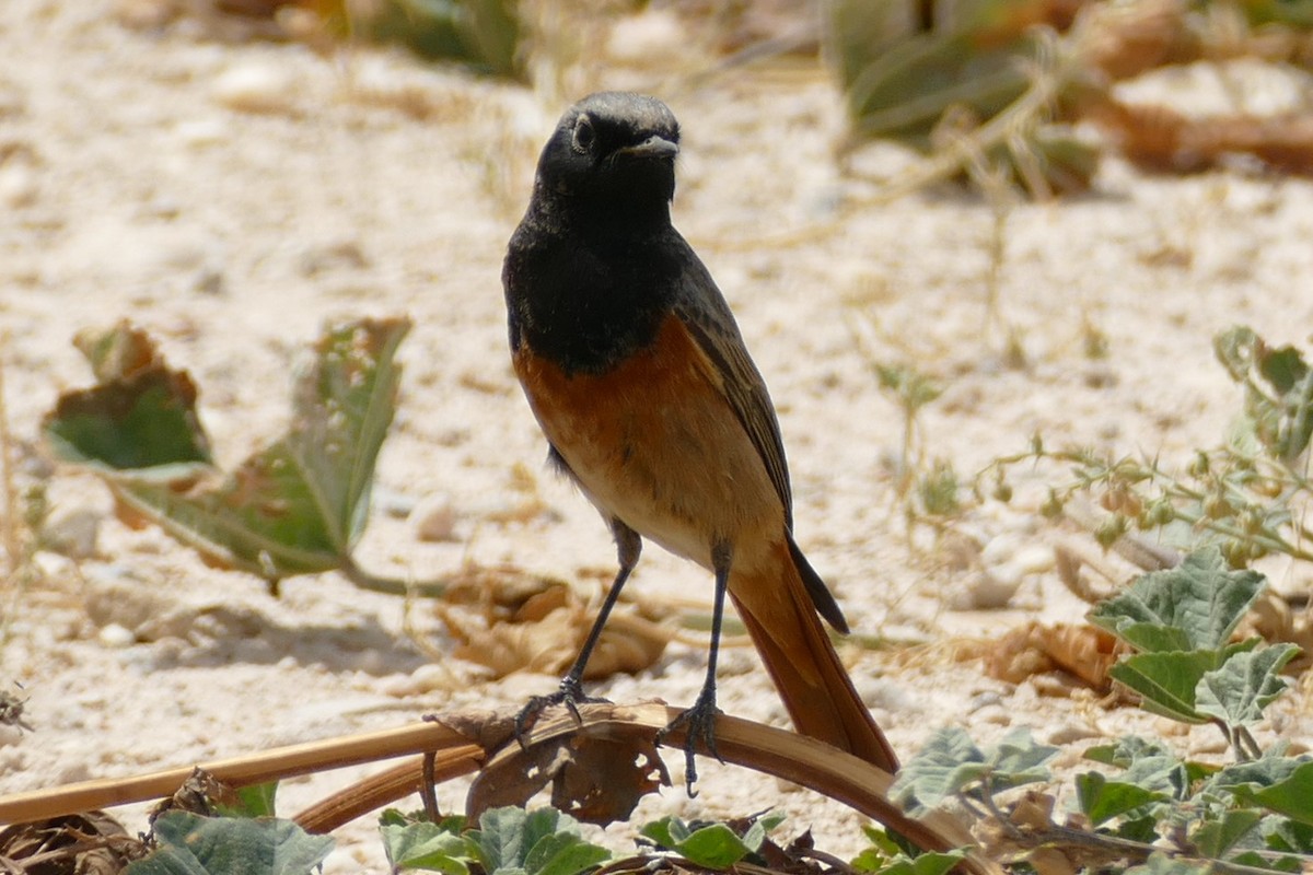 Black Redstart - ML145776111