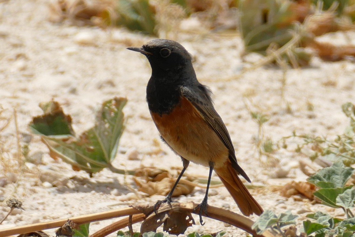 Black Redstart - Gordon Saunders