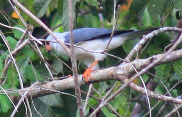 Gray-headed Goshawk - ML145777671