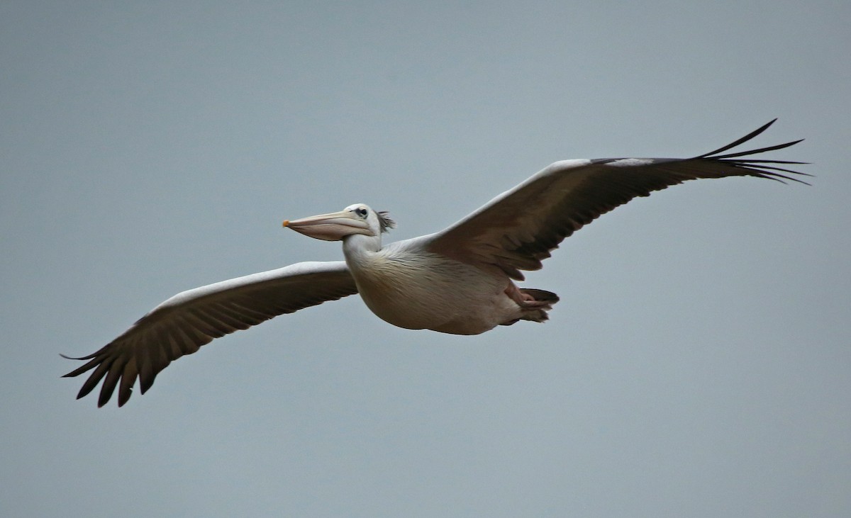Pink-backed Pelican - ML145782181