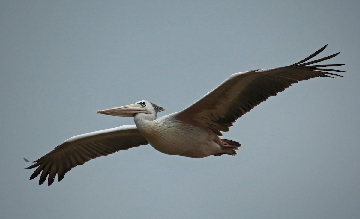 Pink-backed Pelican - ML145782221