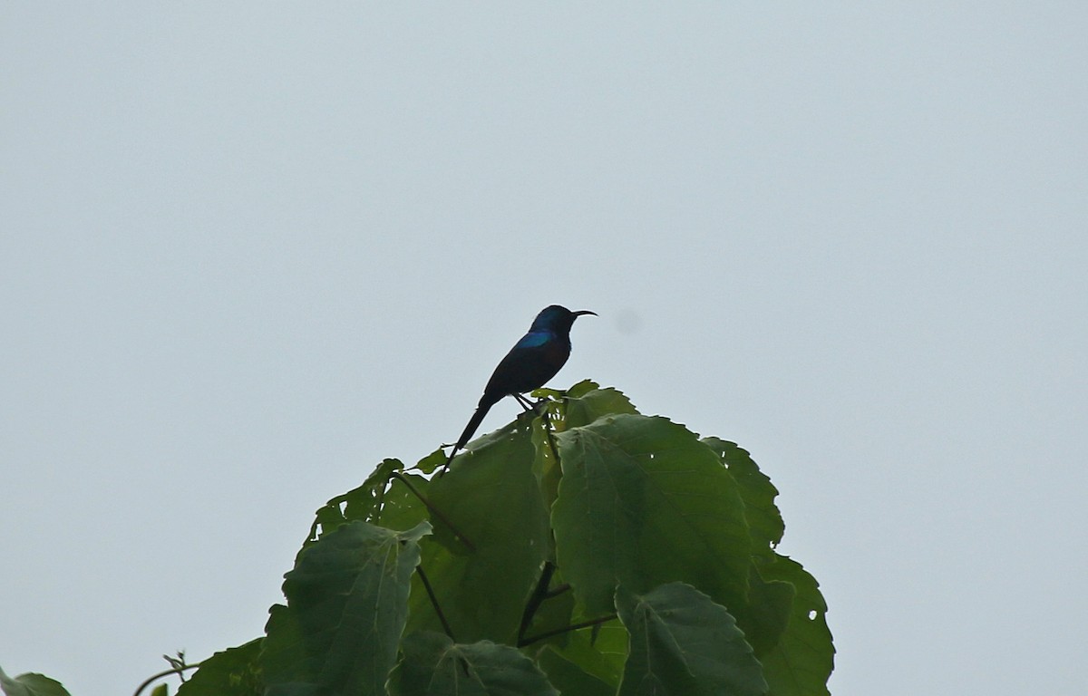 Red-chested Sunbird - ML145782281