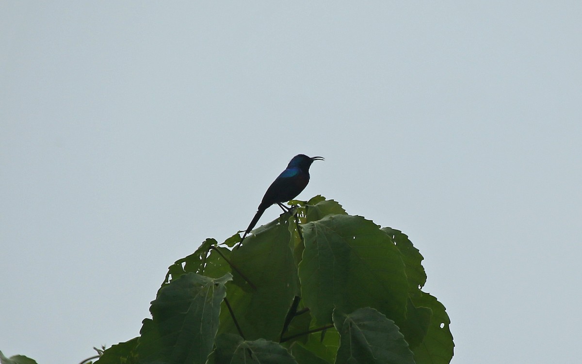 Red-chested Sunbird - ML145782331