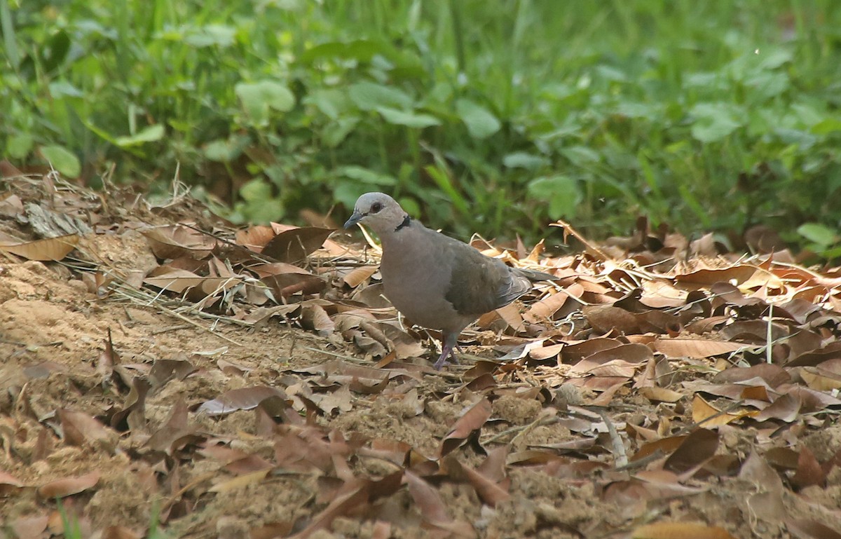 Red-eyed Dove - ML145782431