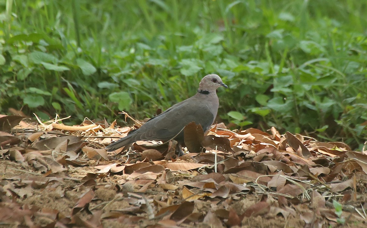 Red-eyed Dove - ML145782461