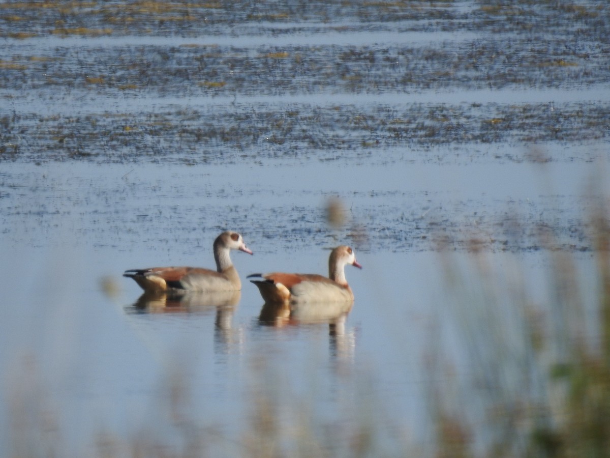 Egyptian Goose - ML145782501