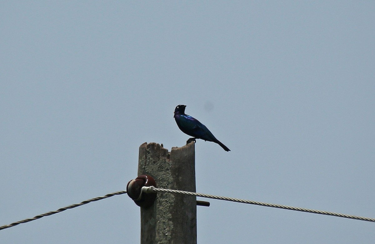 Splendid Starling - ML145782681