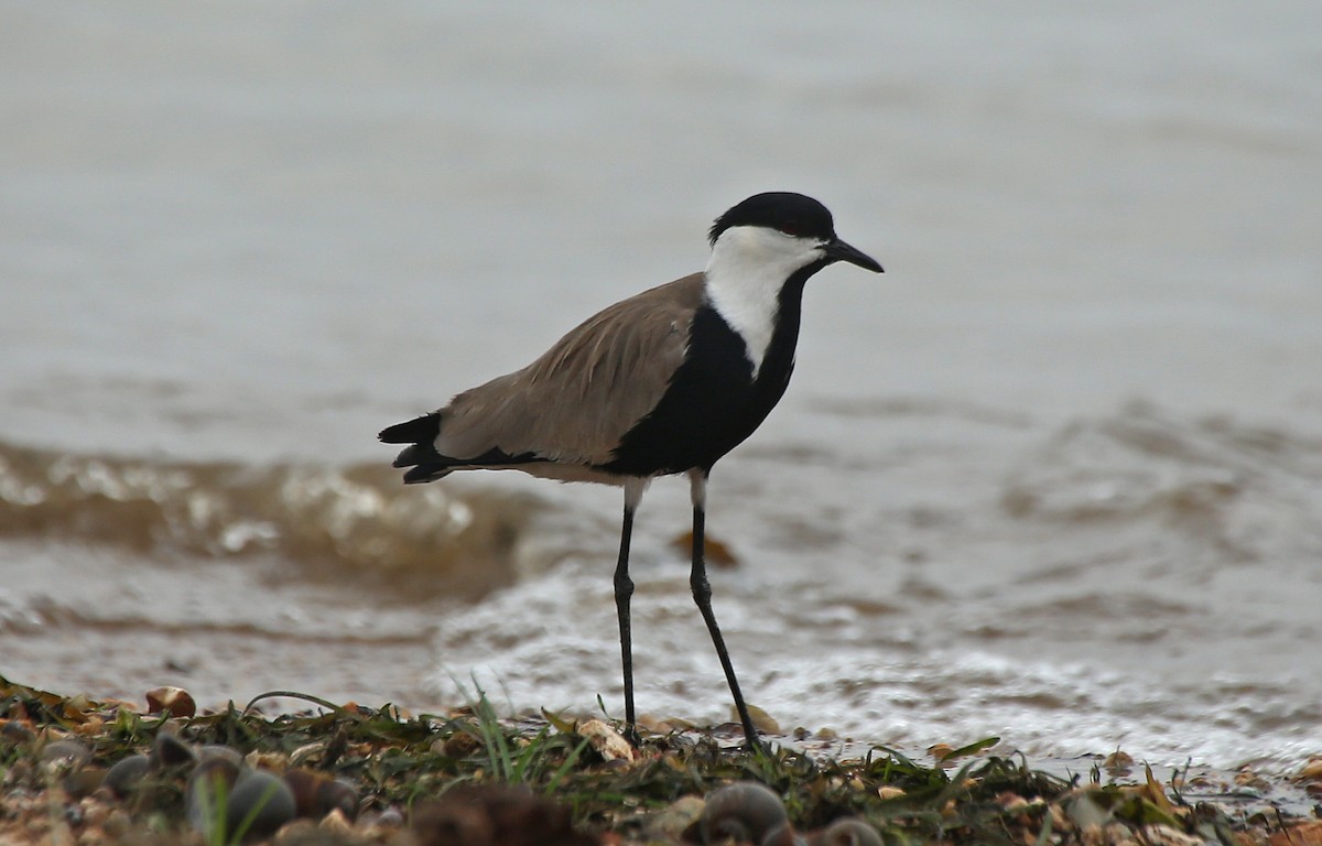 Spur-winged Lapwing - ML145782781