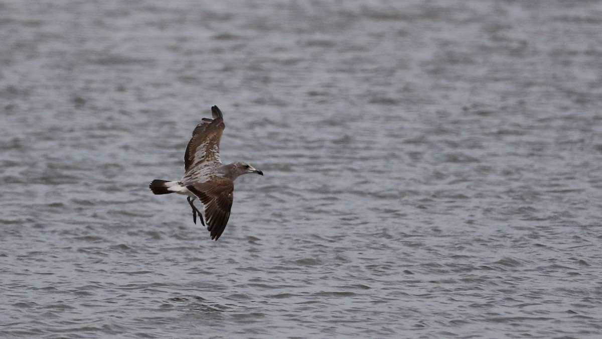 Audouin's Gull - ML145783601