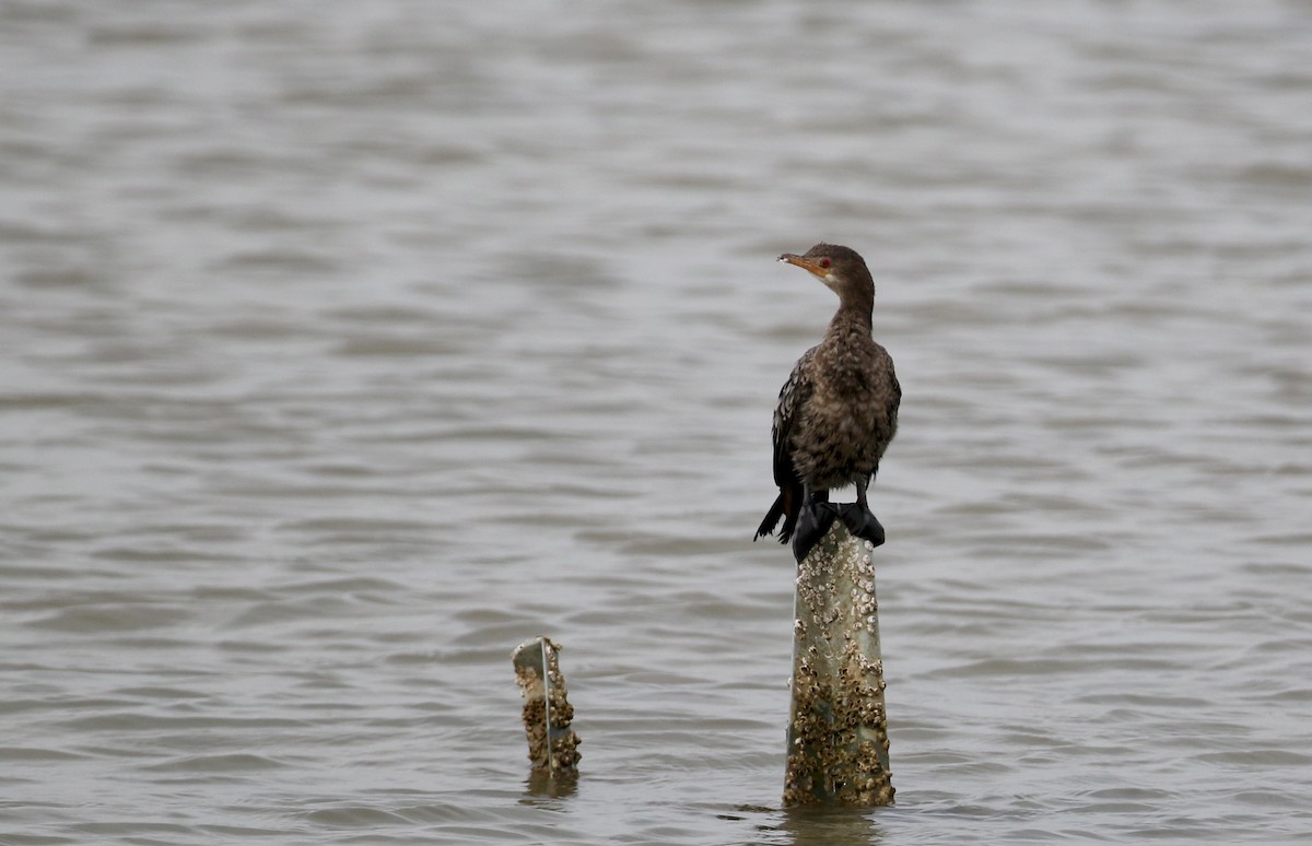 Long-tailed Cormorant - ML145783711