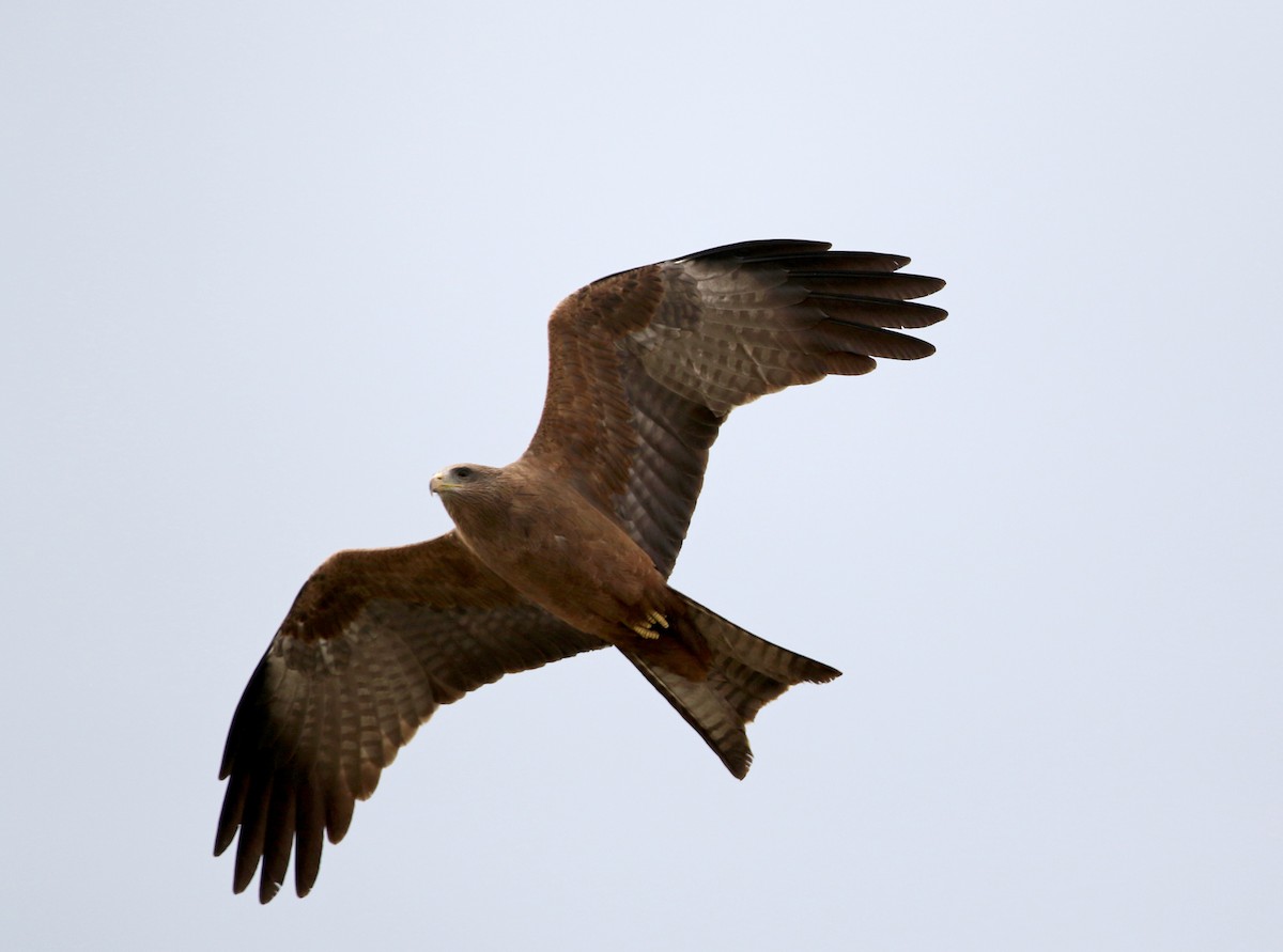 Black Kite (Yellow-billed) - ML145784081