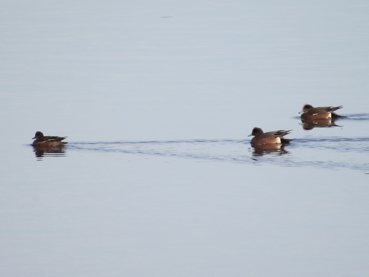 American Wigeon - ML145784141