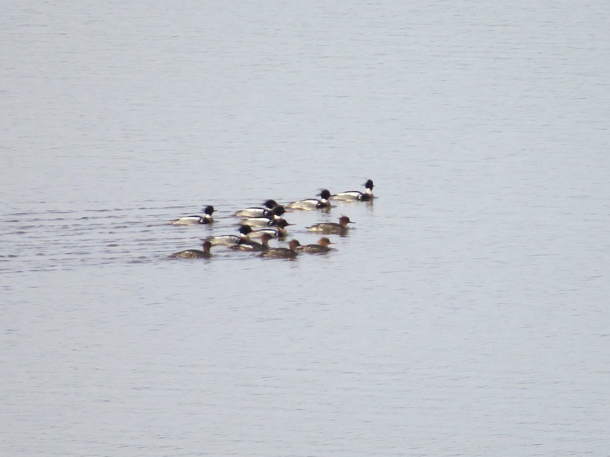 Red-breasted Merganser - ML145784321