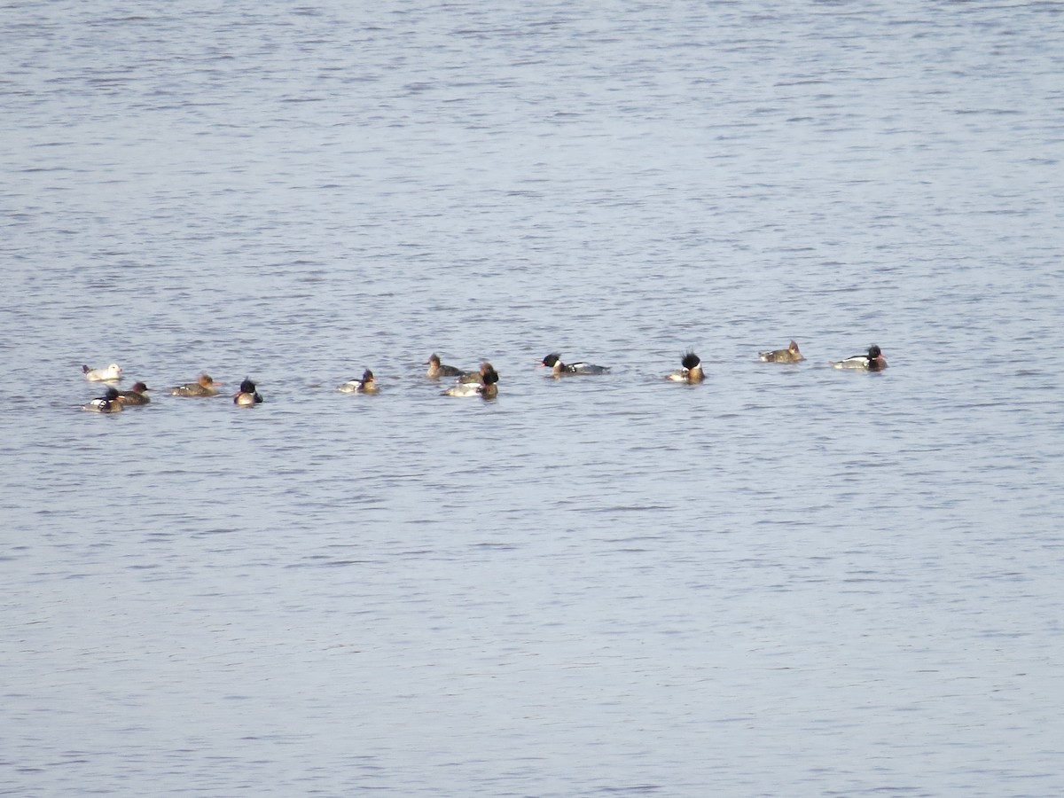 Red-breasted Merganser - ML145784341