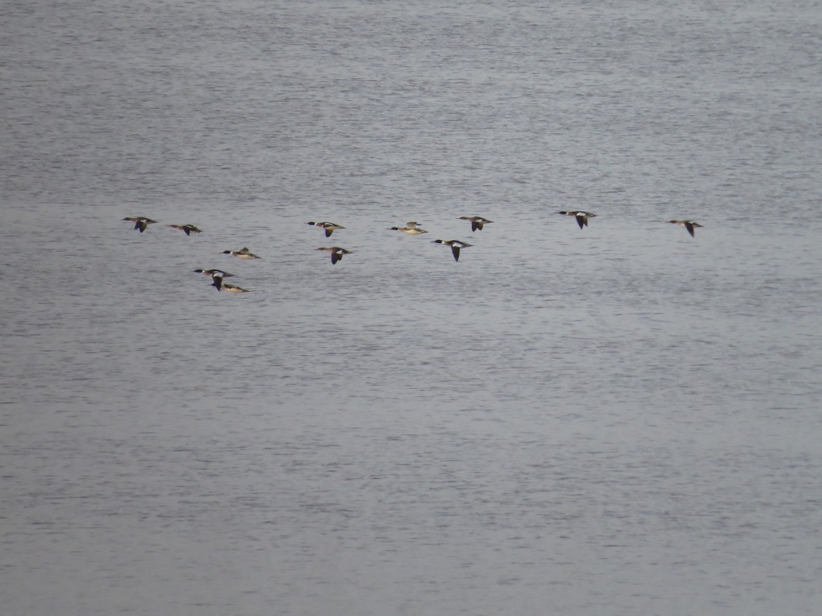 Red-breasted Merganser - ML145784361