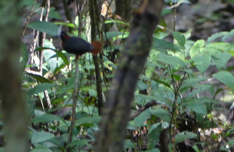 White-plumed Antbird - Robin Duska