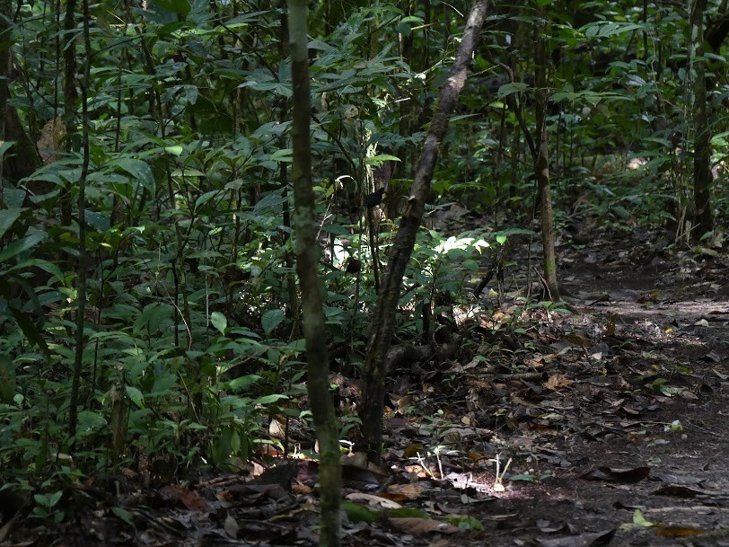 White-plumed Antbird - ML145784471