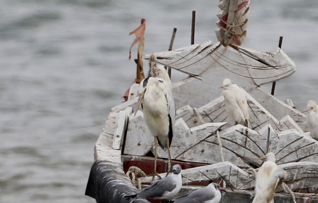 Gray Heron (Mauritanian) - Jay McGowan