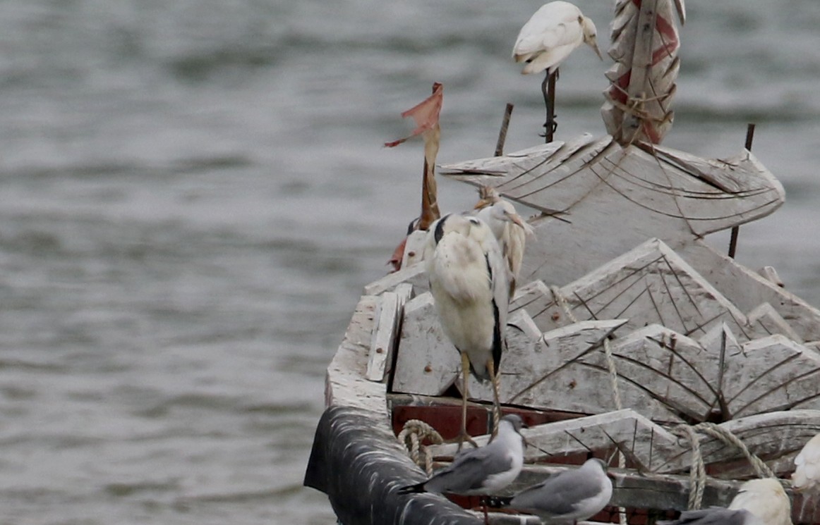 Gray Heron (Mauritanian) - ML145785001