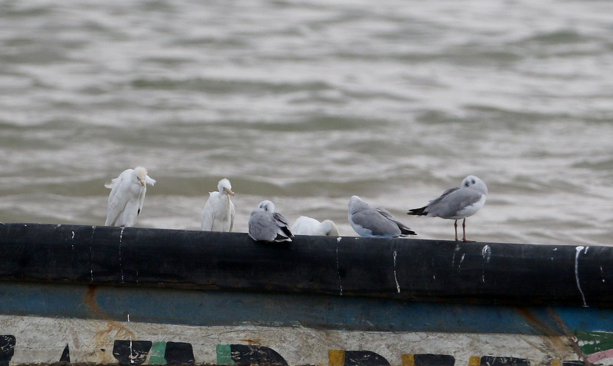 Black-headed Gull - ML145785451