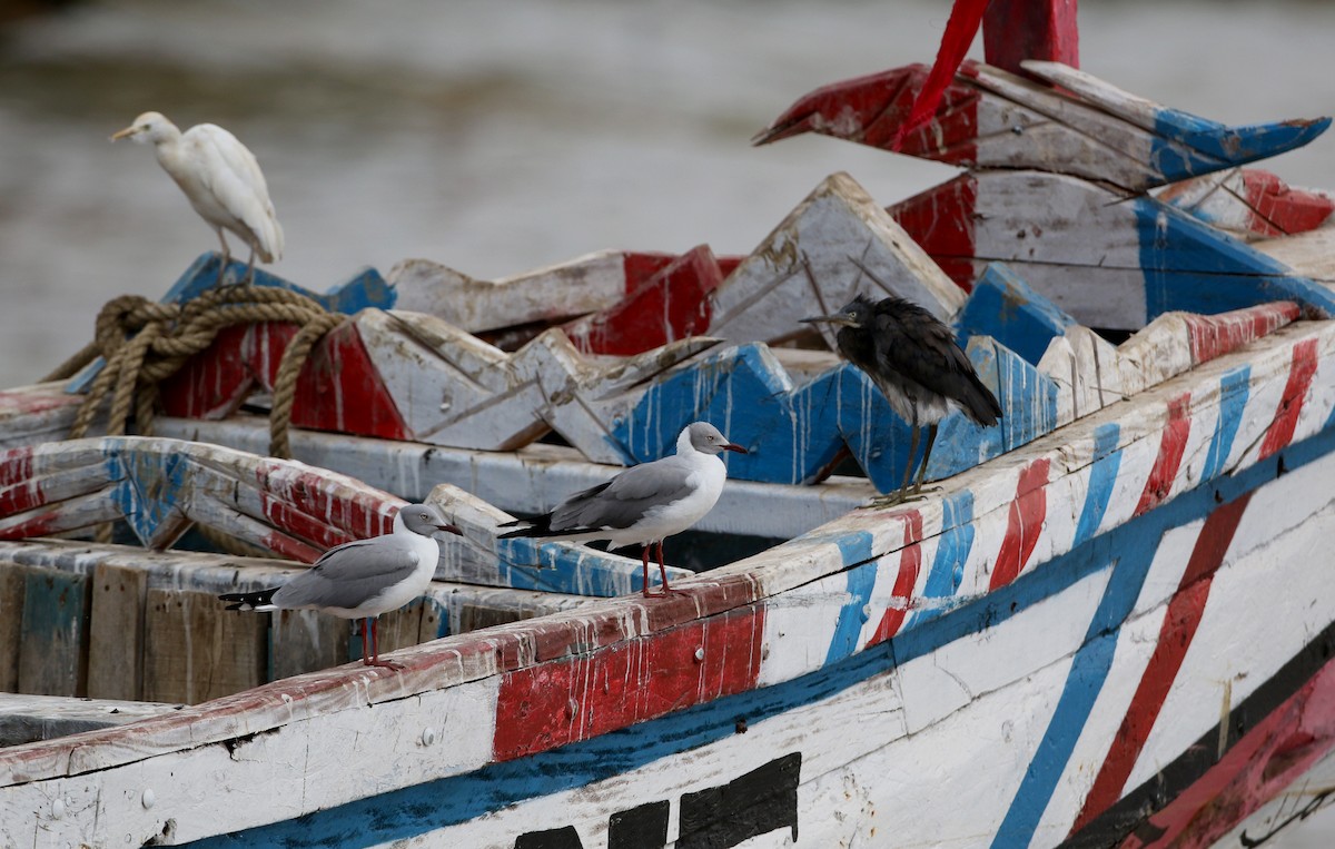 Gray-hooded Gull - ML145785731