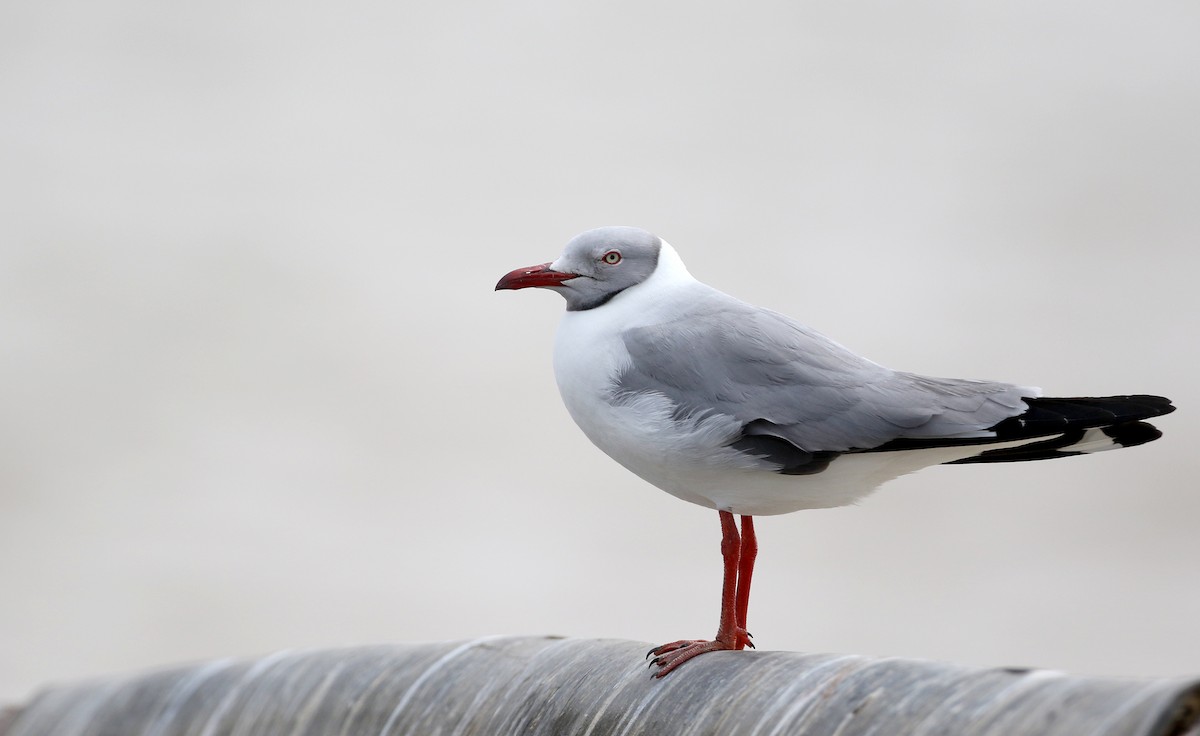 Gray-hooded Gull - ML145786011