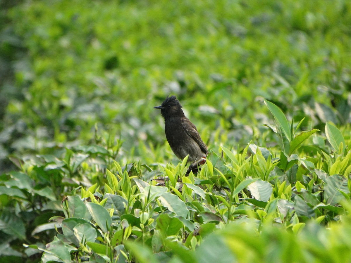 Red-vented Bulbul - ML145787781
