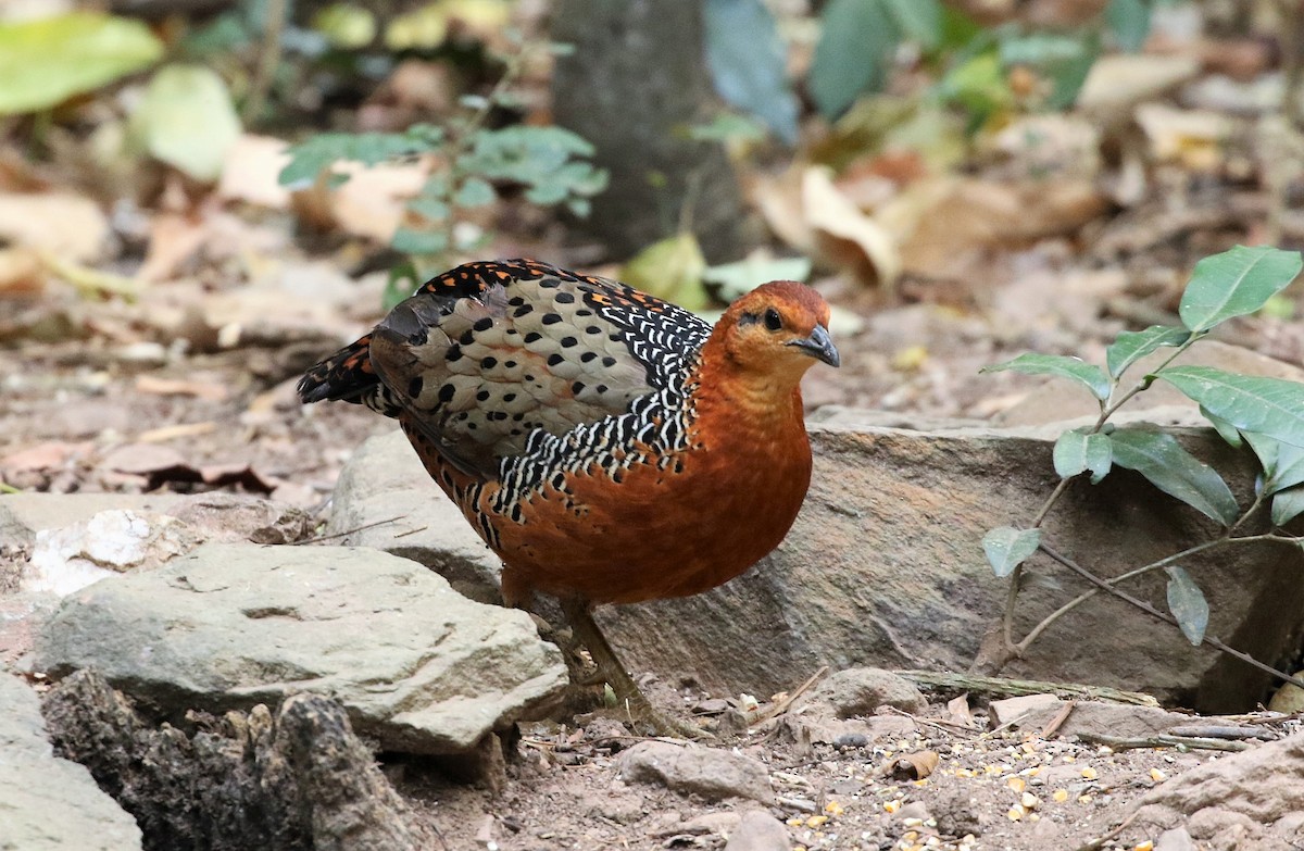 Ferruginous Partridge - ML145788751