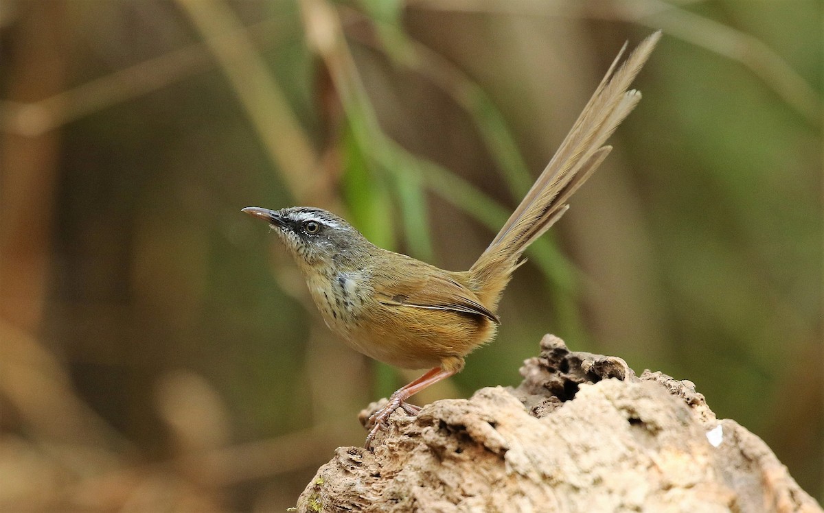 Hill Prinia - Carlos Sanchez