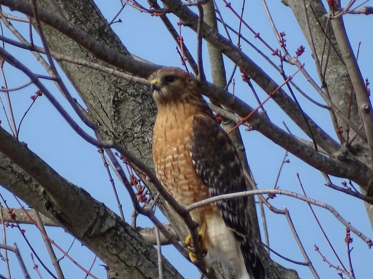 Red-shouldered Hawk - ML145790791