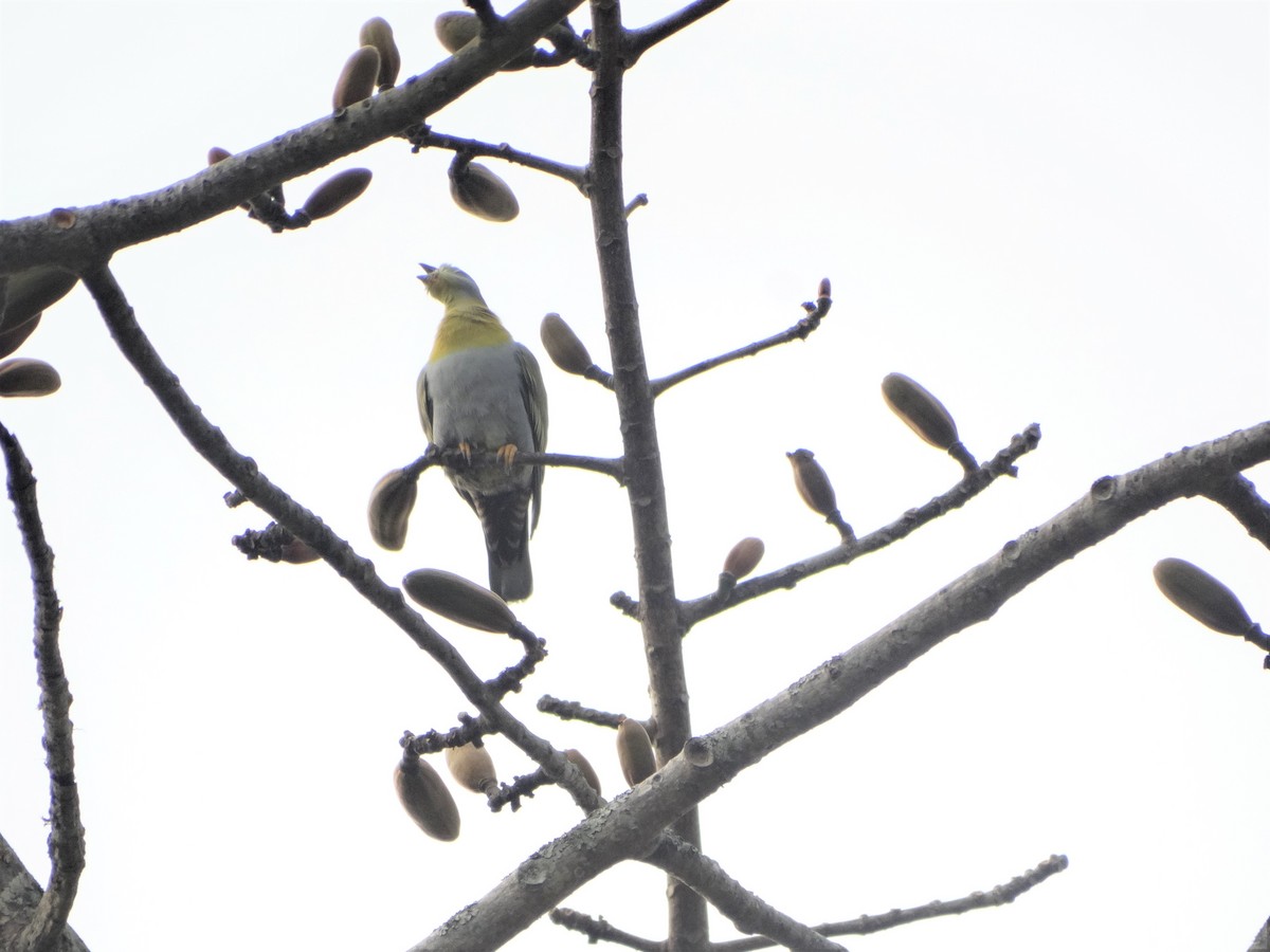 Yellow-footed Green-Pigeon - ML145791431